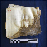 Conservation of a unique set of Parchement documents from the Central Library of Alexandria University